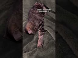 THIS is why cats sleep so much!