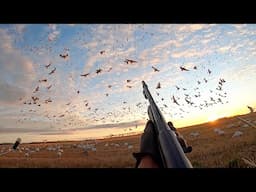 INSANE 250 Bird 5-MAN Limit Goose Hunt! (WE SHOT A BAND)