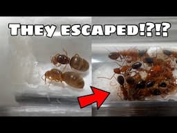 The Most Aggressive Ant Species I Have EVER Owned!! Dream Ant Species Unboxing From My Antics