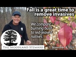 In Fall, Invasives Stick Out like a Sore Thumb! We Compare Burning Bush to Other Red-leaved Natives