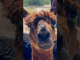 Watering Your Alpaca’s🦙 #farm #farmlife #alpaca #cute #cuteanimals #adorable #animal #animals