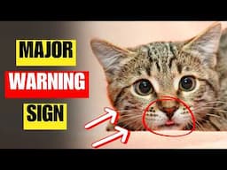 Top 10 MAJOR stress tiggers for Your Cat | How to Help!