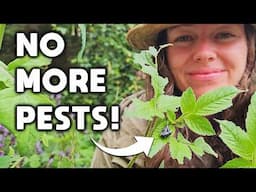 Why Natural Gardening Is The Answer To Your Pest Problems! Grow Food The Lazy Way