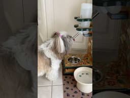 You Won’t Believe How This Shih Tzu Dog Drinks Water 💦😆 #shorts #shihtzu