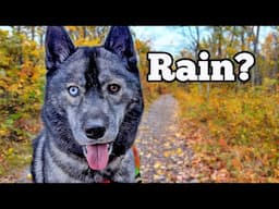 Will The RAIN Ruin The Day with Our Huskies?