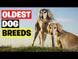 10 Oldest Dog Breeds In The World