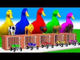 5 Giant Duck Cartoon, Cow, Mammoth, Elephant, Tiger, Paint Wild Animals Crossing Fountain Animation