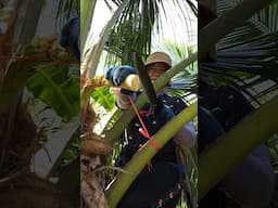 Amazing process of making coconut sugar!!!