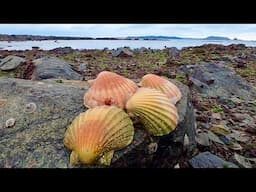 WILD SCALLOPS - Catch Clean Cook ! Giant Sea Slug !