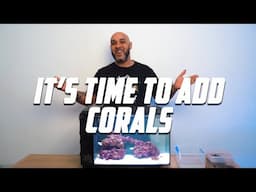 Time To Add Corals To The Super Simple Budget Reef Ep4