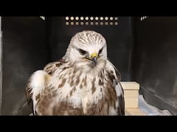 Rough-Legged Buzzard Released After Injury - English Subtitles