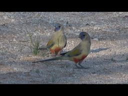 Australian Birds Birding Birdsville Track by Alana Dare and Greg Dare