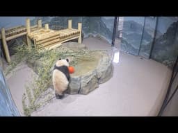 #DCPandas: Bao Li and Qing Bao Have a Ball