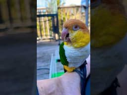 Puffman Caique Roars Like a Dinosaur #caique #parrots #funnyanimals