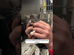 Three kittens huddled behind a fence are warm inside