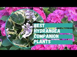 Best Hydrangea Companion Plants | What to Plant with Hydrangeas | Hydrangea Care