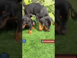 Top quality Doberman dog#doberman #pets #dog #doglover #dogs