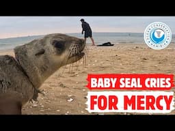 Baby Seal Cries For Mercy