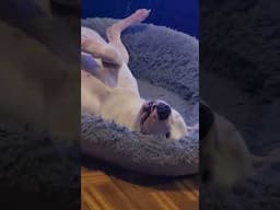 Someone's Sleeping So Good #shortvideo #shorts #short #pitbull #funnyvideo #funny #petlife