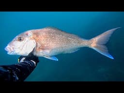 SOLO Spearfishing | Snapper and Crayfish