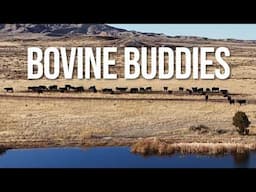 Playing With Open Range Cattle in the Wyoming Grasslands