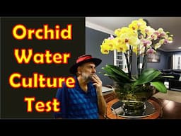 I Tested Water Culture for Orchids