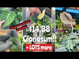 Houseplant 🌱Shopping! Lowe's + Home Depot + Grocery store! 6 stores!