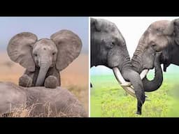 Elephant ❤️ A Bond That Lasts a Lifetime!