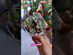 Repotting Ornamental Plants Cutting in Succulent Soil Mix - Graptoveria avant garde