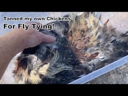 Preserving chicken hide for fly tying