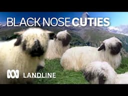 These cute black nosed sheep are native to Switzerland and bred for wool and meat | ABC Landline