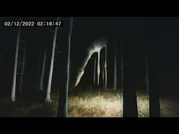 Creepiest Wildlife and Cryptic Encounters Captured on Camera! (Part 2)