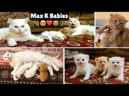 Finally Max Or Snow K Babies Ho Gaye 😍 ||Cute kittens| Rehan & Max