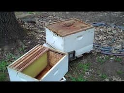 New Beekeeper in the Spring