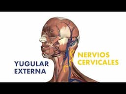 [3D] Músculos superficiales del cuello - Esternocleidomastoideo y Platisma