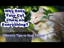 Why Does Your Cat Chew on Everything | Effective Tips to Stop Them!