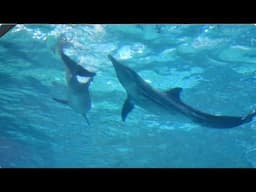 Rough-toothed Dolphins Underwater - Clearwater Marine Aquarium - August 22, 2024