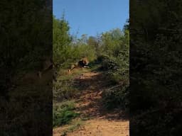 Meeting the king on foot 🦁 SOUND ON! 🤩 #bigcats #bushwalk #animalencounter #lion #southafrica