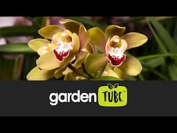 Dividing and Repotting a Cymbidium