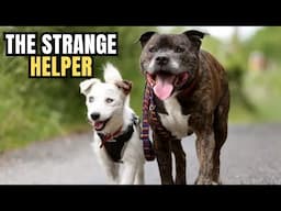 Abandoned Blind Terrier Gets Help From His Seeing-Eye Dog