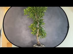 We are The Bonsai Supply is live!