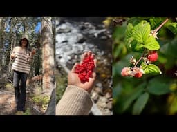 Wild Raspberry Foraging