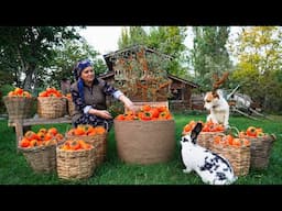 From Tree to Table: Persimmon Harvest, Drying & Pie Recipe