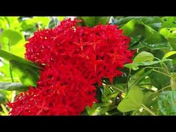 My Beautiful Red Ixora Plants / And How l Take Care / Luciana Home Garden