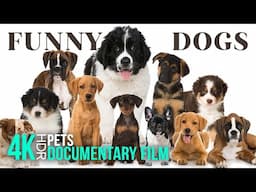 Tales of Tails: The Extraordinary Lives of Dogs | 4K HDR Amazing Animal Documentary