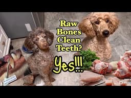 Raw Bones for Your Dog: 8 things you NEED to know with a Canine Nutritionist