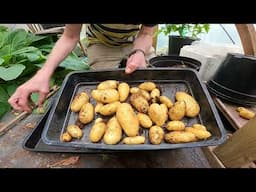 Amazing Harvest of of Potatoes from a small container.