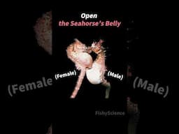 Open the Seahorse’s Belly #shorts