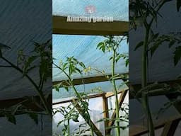 Tomatoes have grown to the ceiling of the greenhouse! What to do? #tomato #tomatoes #greenhouse