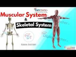 The Human Muscular System, And Skeletal System |Digital Teacher (Part #10)